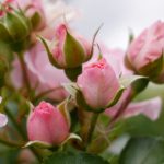 本圣女摊牌了漫画番外:揭开隐藏真相的惊人时刻 45peju22j