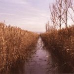 梅花红桃电视剧32集播放在线观看:精彩剧情与角色分析,带你深入了解这部佳作 5pppadq9e