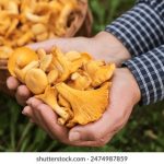 桃谷绘里香演艺经历:从新人到人气偶像的成长之路 6c4qtg4wd