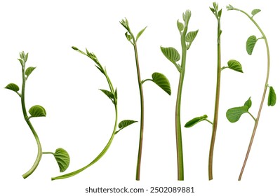 樱花动漫imomoe：探索暗牧的奇幻世界与角色魅力