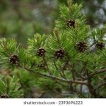 水卜樱退役:青春的告别与未来的展望 gbw95