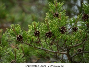 水卜樱退役：青春的告别与未来的展望