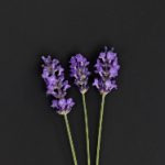 梦乃爱华叶公好:探寻梦境与爱的交织 nt6r3a