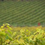 水冰月暗示的爱情内涵与情感深度解析 q848v